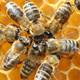 Illustration for article titled Commercial Beekeeping and the Rise of Bee Thieves